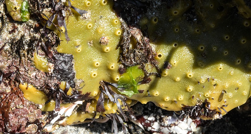 Breadcrumb sponge (Halichondria panicea)