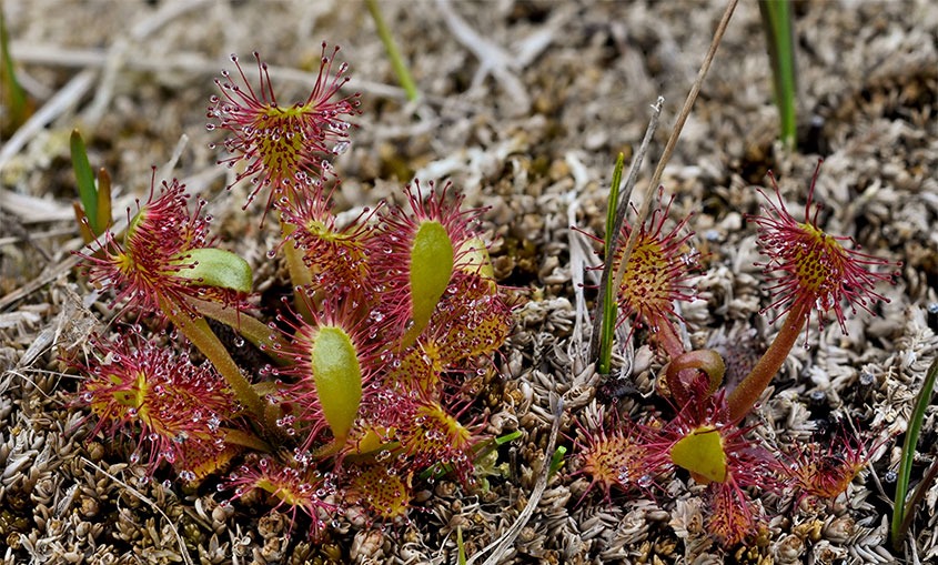 Bladderworts, Butterworts and Sundews Hebridean Nature Notes