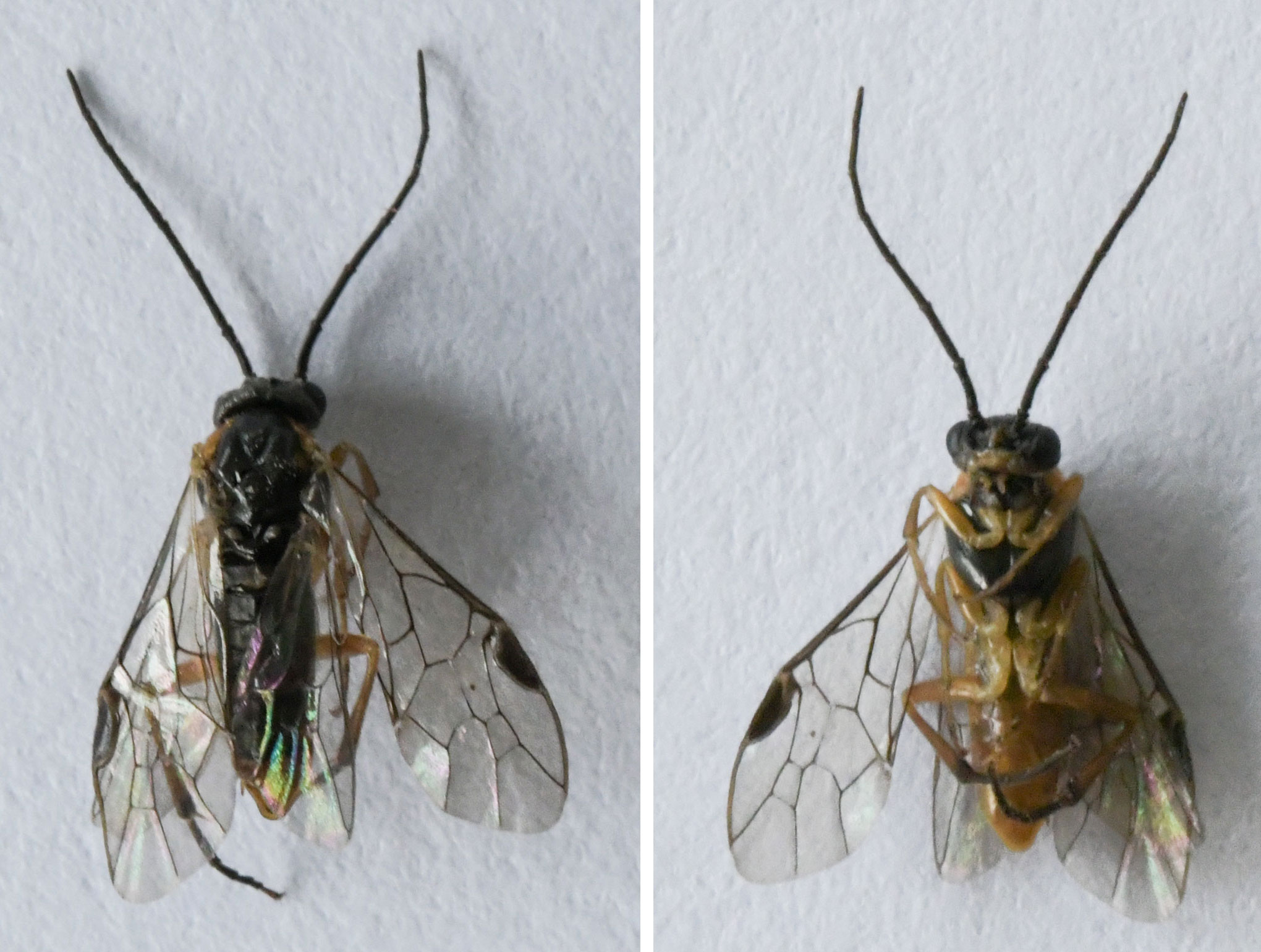 Gooseberry Sawfly - Hebridean Nature Notes