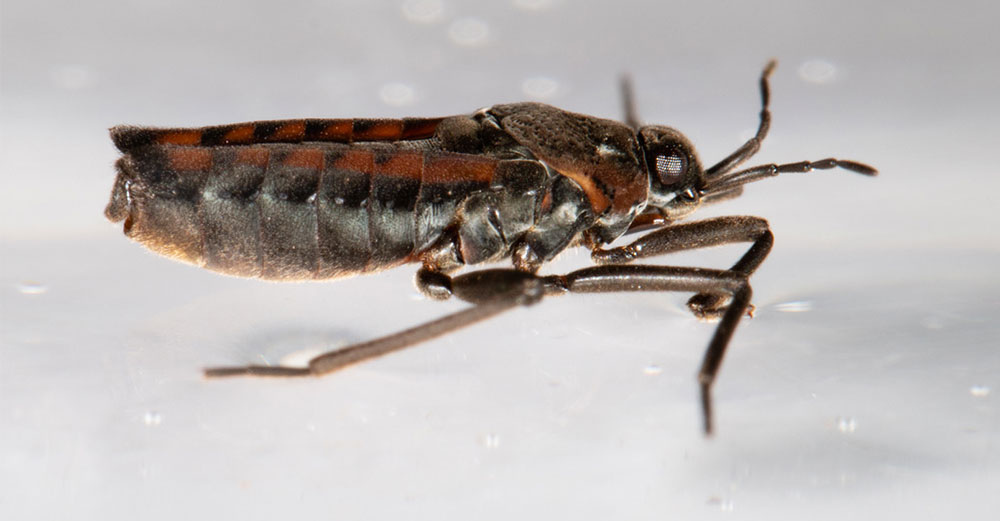 Juvenile water cricket Velia caprai