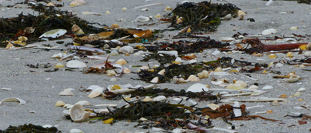 Seashells on the strandline