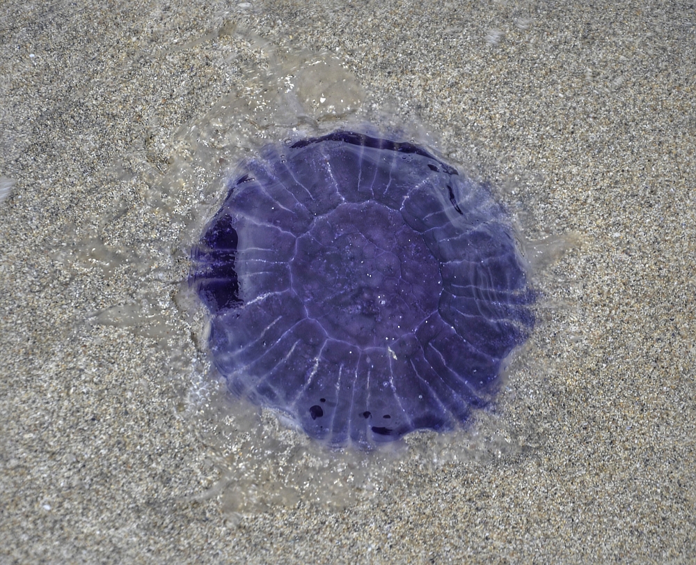 Blue Jellyfish Cyanea lamarckii